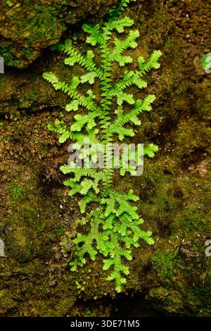 Un vivace tappeto verde di liverwort, con il suo nastro simile a serpente thalli che copre densamente il pavimento umido della foresta in una lussureggiante e primordiale esposizione. Foto Stock