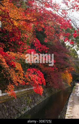 Il sentiero dei filosofi a Kyoto rivela la sua bellezza stagionale a dicembre, mostrando un vivace fogliame autunnale lungo il canale. Muri di pietra e passeggiate Foto Stock
