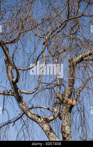 Un'immagine suggestiva mostra l'unica struttura ramificata di un albero al tempio Enkōji di Kyoto, in Giappone. Gli arti storti dell'albero e la corteccia ruvida Foto Stock