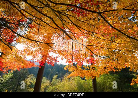 Il tempio di Enkōji a Kyoto presenta un vivace fogliame autunnale, con alberi che mostrano un ricco arazzo di tonalità dorate e rossastre. La fotografia cattura un l Foto Stock