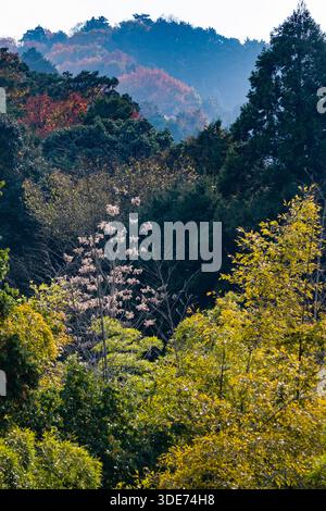 Una fotografia di paesaggio cattura una vista delle montagne boscose sopra il tempio di Enkōji a Kyoto, in Giappone. L'immagine mostra una composizione multilivello di t Foto Stock
