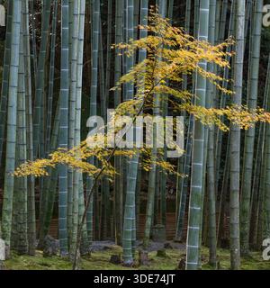 Una vista serena del tempio di Enkōji a Kyoto mostra una fitta foresta di bambù che passa all'autunno. La fotografia cattura un albero di acero vivace Foto Stock