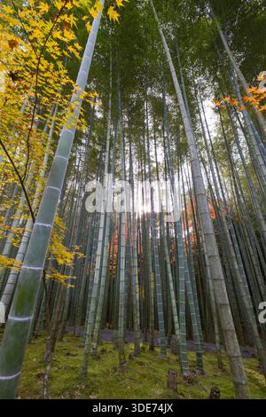 Una vista serena della foresta di bambù al tempio Enkōji di Kyoto mette in mostra l'intersezione tra bellezza naturale e patrimonio spirituale. Il torreggiante bambù Foto Stock