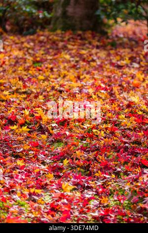 Il tempio di Enkōji a Kyoto presenta un vivace tappeto di foglie d'acero cadute. La scena cattura il picco del fogliame autunnale, con tonalità di rosso, arancione e. Foto Stock