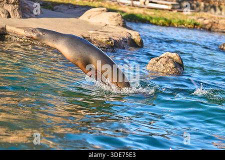 Un leone marino della California che nuota intorno a una piscina nello zoo del Bronx, Bronx, New York, Stati Uniti. Foto Stock