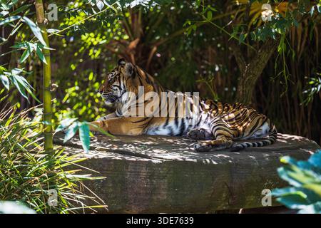 Tigre di Sumatra che riposa in un recinto ombreggiato presso lo zoo di Adelaide nell'Australia meridionale Foto Stock