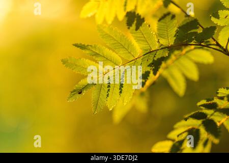 Un primo piano dettagliato di foglie verdi brillanti splendidamente illuminate dalla luce solare dorata soffusa e radiosa Foto Stock