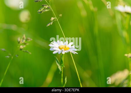 Una splendida fotografia ravvicinata di un bellissimo fiore a margherita bianco circondato da una vibrante erba verde intorno Foto Stock