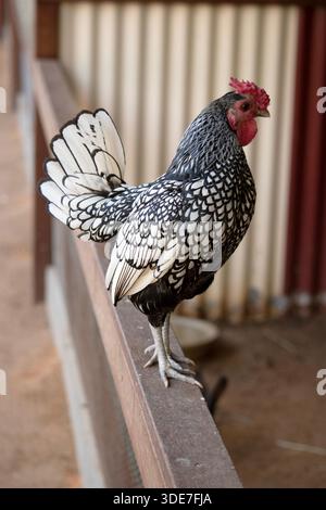 il gallo si trova su una recinzione Foto Stock