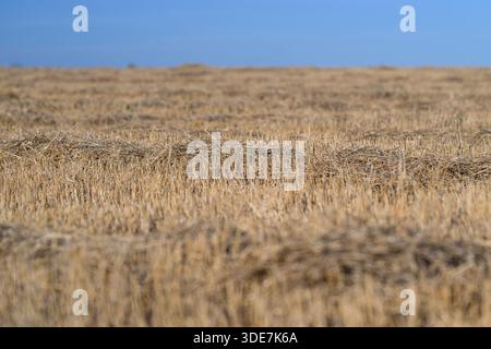 Un vasto ed esteso campo di grano dorato che si estende all'orizzonte sotto un cielo azzurro Foto Stock
