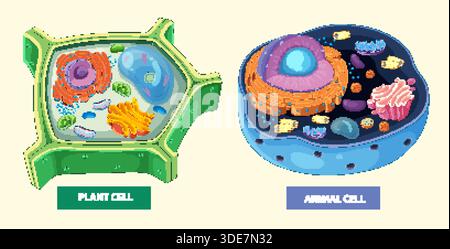 Illustrazione vettoriale colorata che evidenzia le differenze strutturali tra cellule vegetali e animali con organelli marcati Illustrazione Vettoriale