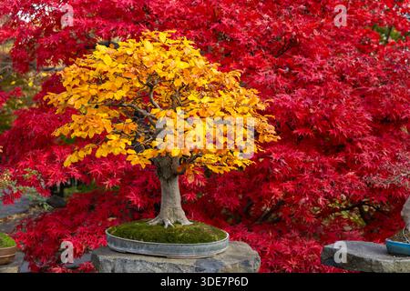 Bright yellow deciduous bonsai displaying seasonal colors against red Japanese maple leaves Foto Stock