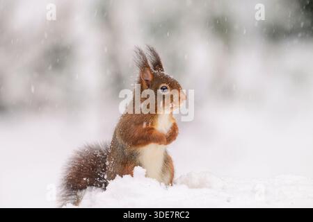 Scoiattolo rosso in cappotto invernale ricoperto di neve durante una tempesta di neve Foto Stock