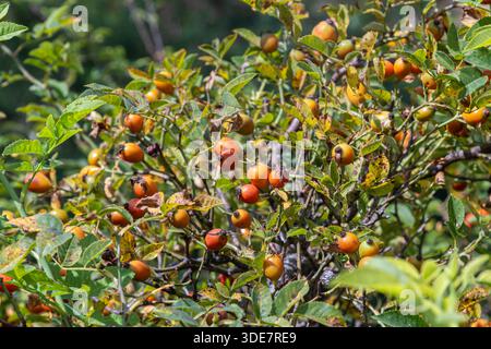 Rosa canina mostra gruppi di fianchi arancio-rossi tra foglie verdi in un ambiente naturale durante la fine dei mesi estivi dell'anno. Foto Stock