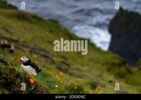 Una vista di una puffin sulle scogliere alte sopra l'aspra costa meridionale dell'Islanda a Dyrholaey Foto Stock