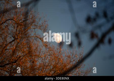 Bella luna crescente vista attraverso tre rami al tramonto Foto Stock