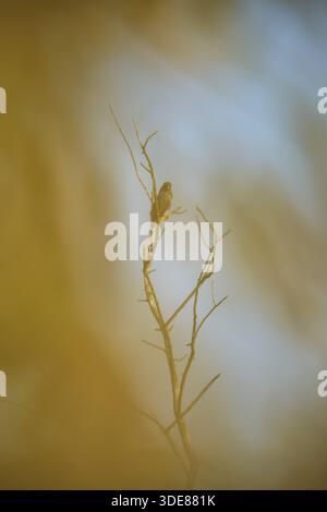 Buzzardo comune (Buteo buteo) fotografato attraverso cespugli, Krefeld, Renania settentrionale-Vestfalia, Germania Foto Stock