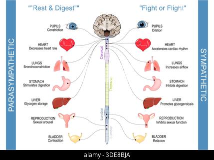 Sistemi nervosi simpatici e parasimpatici. Parasimpatica per Rest e Digest, simpatica per Fight o Flight stress Reaction. Illustrazione vettoriale Illustrazione Vettoriale