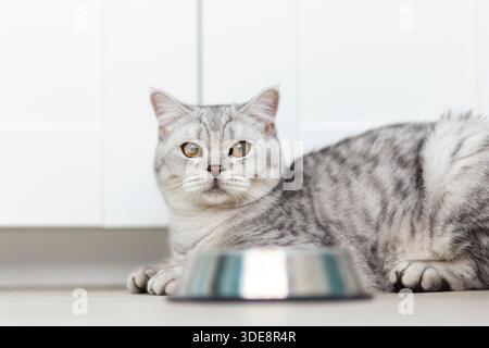 il gattino inglese a righe grigie mangia cibo umido su fondo di legno bianco. Carino gattino di razza pura in cucina con ciotola metall Foto Stock