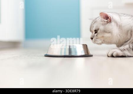 il gattino inglese a righe grigie mangia cibo umido su fondo di legno bianco. Carino gattino di razza pura in cucina con ciotola metall Foto Stock