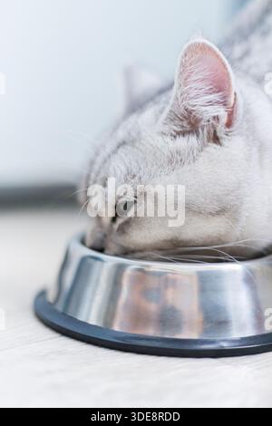 il gattino inglese a righe grigie mangia cibo umido su fondo di legno bianco. Carino gattino di razza pura in cucina con ciotola metall Foto Stock