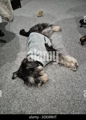 Schnauzer in miniatura che indossa un maglione che dorme su un tappeto Foto Stock