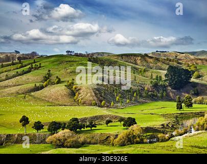 Splendido paesaggio neozelandese con verdi colline coperte da greggi di pecore Foto Stock