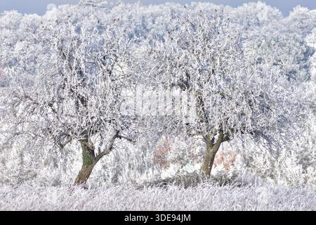 Durante la notte, il gelo (non la neve) copre gli alberi di mele nel paesaggio - Francia centrale. Foto Stock