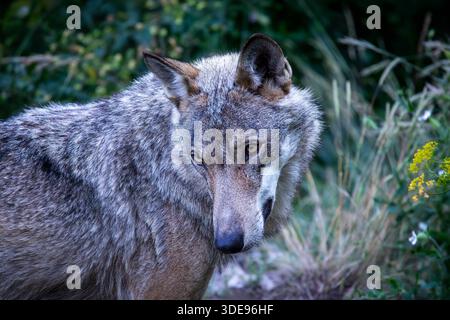 Canis lupus italicus sottospecie del lupo grigio, Canis lupus. Il lupo appenninico Canis lupus italicus, una sottospecie endemica del lupo grigio che abita l'Appennino, è noto come specie protetta che sta ripopolando l'Italia centrale dopo essere sull'orlo dell'estinzione. Villetta Barrea AQ Italia Copyright: XGennaroxLeonardix Foto Stock