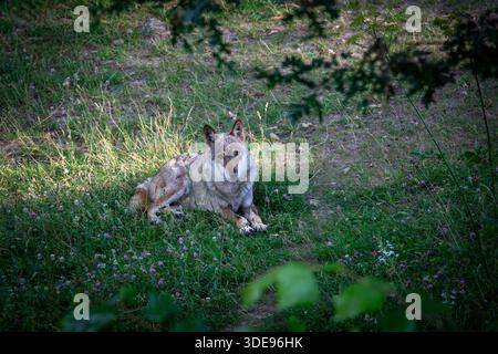 Canis lupus italicus sottospecie del lupo grigio, Canis lupus. Il lupo appenninico Canis lupus italicus, una sottospecie endemica del lupo grigio che abita l'Appennino, è noto come specie protetta che sta ripopolando l'Italia centrale dopo essere sull'orlo dell'estinzione. Villetta Barrea AQ Italia Copyright: XGennaroxLeonardix Foto Stock