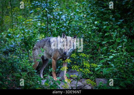 Canis lupus italicus sottospecie del lupo grigio, Canis lupus. Il lupo appenninico Canis lupus italicus, una sottospecie endemica del lupo grigio che abita l'Appennino, è noto come specie protetta che sta ripopolando l'Italia centrale dopo essere sull'orlo dell'estinzione. Villetta Barrea AQ Italia Copyright: XGennaroxLeonardix Foto Stock