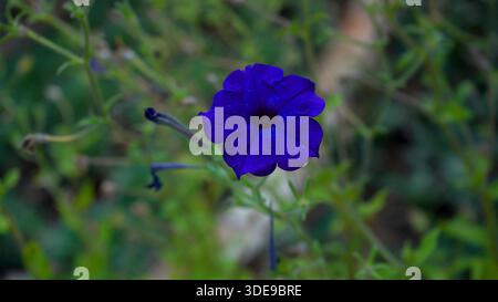 La magia dei fiori blu Foto Stock