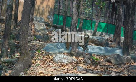 Leone seduto catturato in dettagli sorprendenti. Riprese di alta qualità Foto Stock