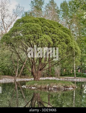 Un grande e maturo salice con una fitta tettoia verde sorge su una piccola isola ricoperta di erba circondata dall'acqua nel parco urbano. Alberi rami e tronchi Foto Stock