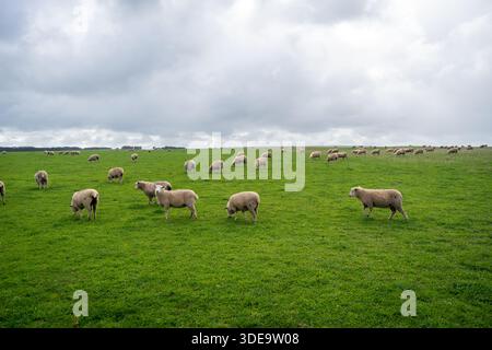 Le pecore pascolano pacificamente in un lussureggiante campo verde vicino ai dodici Apostoli, Great Ocean Road, Australia, creando un pittoresco paesaggio rurale sotto un clo Foto Stock