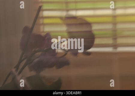 Una delicata orchidea viola spicca delicatamente sullo sfondo astratto delle persiane di legno. La luce solare intensa si filtra, creando un ambiente sereno Foto Stock