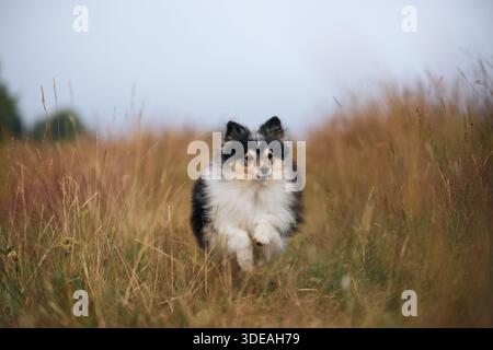 Una Sheltie si ferma su uno stretto sentiero di campo, circondato da erba rossastra sotto un cielo aperto. Lo sguardo del cane è calmo e concentrato. Foto Stock