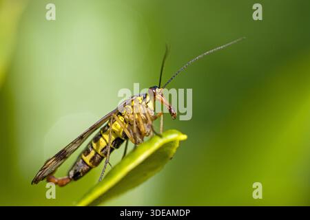 primo piano laterale dello scorpionfly maschile su sfondo verde sfocato Foto Stock