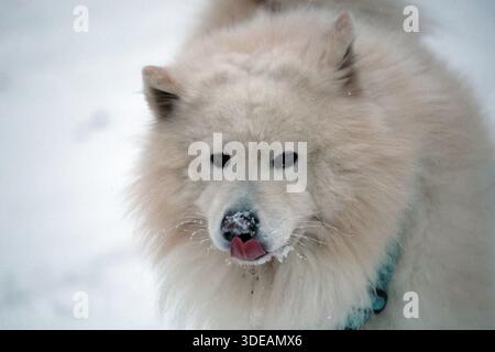 Soffici cani samoiati leccare il naso nella neve invernale Foto Stock