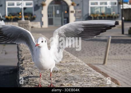 uccello di gabbiano sul muro del villaggio di pescatori. uccello marino da vicino Foto Stock