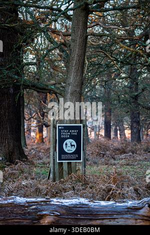 Cartello di avvertimento "stai lontano dal cervo" a Richmond Park, Richmond upon Thames, Greater London, Inghilterra, in inverno in una mattina ghiacciata Foto Stock