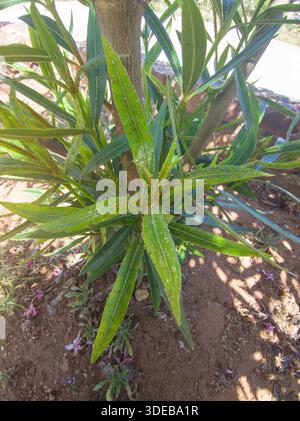 Oleander infestato da afidi gialli. Parassita molto comune in questo tipo di arbusto Foto Stock