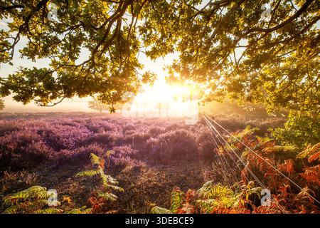 Incredibile paesaggio all'alba con la luce del sole che sbircia tra gli alberi con un campo di erica viola. Paesaggio naturale nel Norfolk, Inghilterra Foto Stock