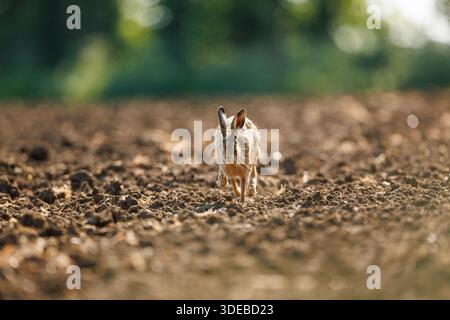 Lepre nella campagna del cotswold Foto Stock