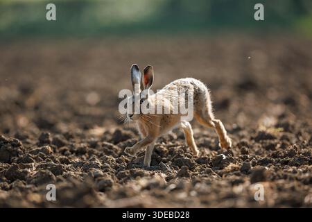 Lepre nella campagna del cotswold Foto Stock