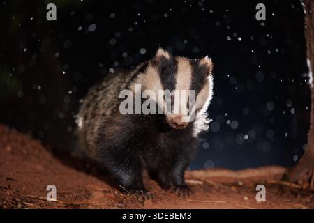 Tasso nel bosco quando la neve inizia a cadere Foto Stock