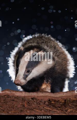 Tasso nel bosco quando la neve inizia a cadere Foto Stock