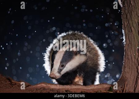 Tasso nel bosco quando la neve inizia a cadere Foto Stock