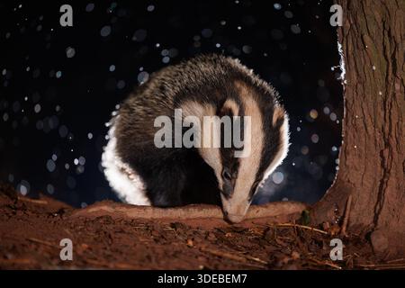 Tasso nel bosco quando la neve inizia a cadere Foto Stock