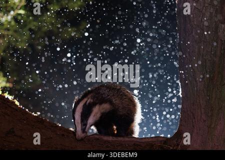 Tasso nel bosco quando la neve inizia a cadere Foto Stock